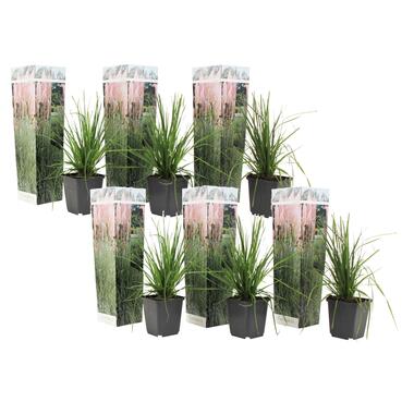 Pampasgras - Set van 6 - Cortaderia selloana - Hoogte 25-40cm - ⌀9cm product