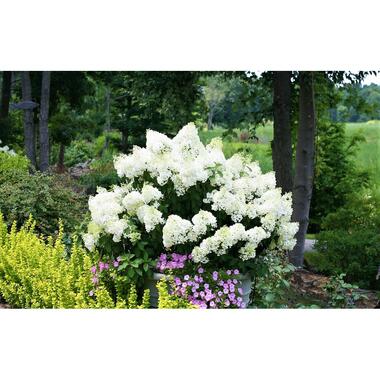 Hydrangea paniculata 'Bobo' - Pluimhortensia - Pot 19cm - Hoogte 25-40cm product