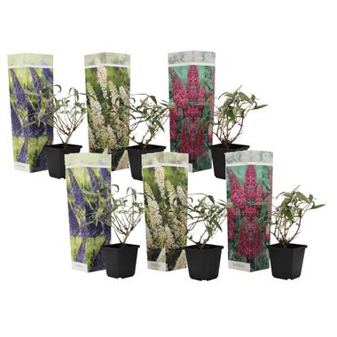 Vlinderstruiken - Mix van 6 - Buddleja - Tuinplanten - Pot 9cm - Hoogte 25-40cm product