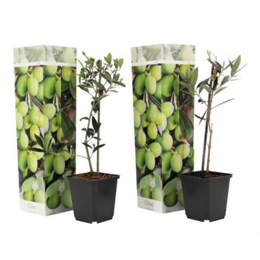 Olea Europaea - 2 olijfstruikjes - Pot 9cm - Hoogte 25-40cm product