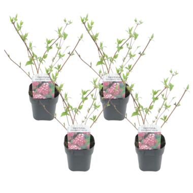 Bruidsbloem - Set van 4 - Deutzia 'Strawberry Fields' - Hoogte 25-40cm - ⌀17cm product