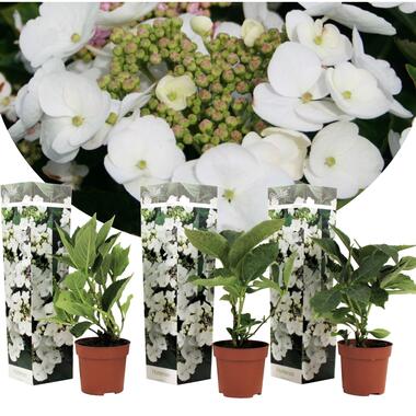 Hortensia Teller - Set van 3 - Wit - Hydrangea - Pot 9cm - Hoogte 25-40cm product