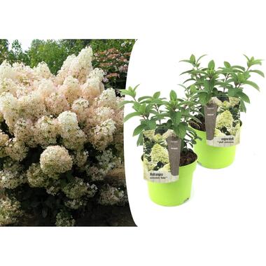 Hydrangea paniculata - Hydrangea 'Bobo' - Set van 2 - Pot 19cm - Hoogte 25-40cm product