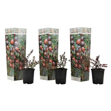 Veenbes - Set van 3 - Eetbaar - Cranberry - Pot 9cm - Hoogte 10-20cm product