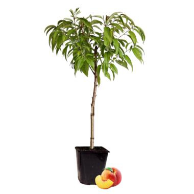 Prunus persica 'Bonanza'- Dwergperzikboom - ⌀14cm - Hoogte 60-70cm product