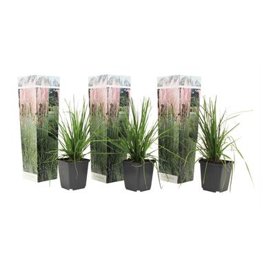 Cortaderia selloana - Set van 3 - Siergras - Roze - Pot 9cm - Hoogte 25-40cm product