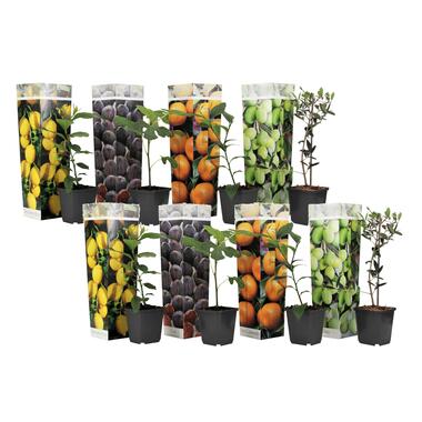 Mediterrane Fruitbomen - Set van 8 - Pot 9cm - Hoogte 25-40cm product