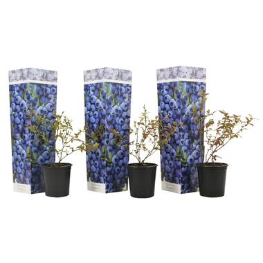 Blauwe bes 'Sunshine Blue' - Set van 3 - Bessenplant - Pot 9cm - Hoogte 25-40cm product