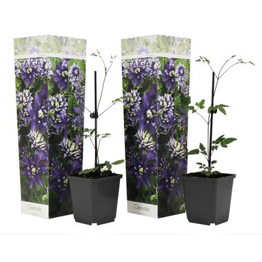 Clematis Taiga - Set van 2 - Winterharde klimplanten - Pot 9cm - Hoogte 25-40cm product
