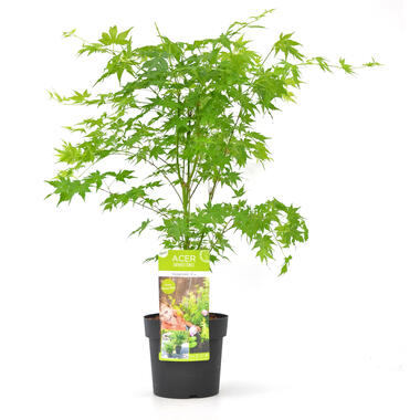 Going Green - Japanse esdoorn - Pot 19cm - Hoogte 50-60cm product