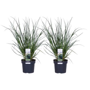 Cortaderia selloana - Set van 2 Large Pampas Evita - Pot 19cm - Hoogte 50-70cm product