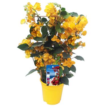 Bougainvillea 'Dania' - Gele bloemen - Klimplant - Pot 17cm - Hoogte 50-60cm product