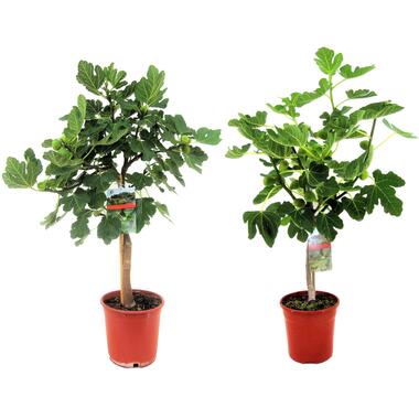 Ficus Carica - Set van 2 fruitbomen - Pot 21cm - Hoogte 70-90cm product