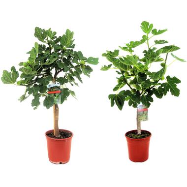 Vijgenboom - Set van 2 - Ficus Carica - Hoogte 70-90cm - ⌀21cm product