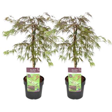 Acer palmatum 'Inaba-shidare' - Set van 2 - Esdoorn - Pot 13cm - Hoogte 30-40cm product