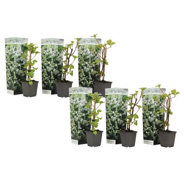 Hortensia - Set van 6 - Hydrangea anomale petiolaris - Hoogte 25-40cm - ⌀9cm product