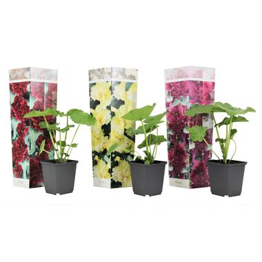 Stookroos - Set van 3 - Alcea rosea - Hoogte 25-40cm - ⌀9cm product