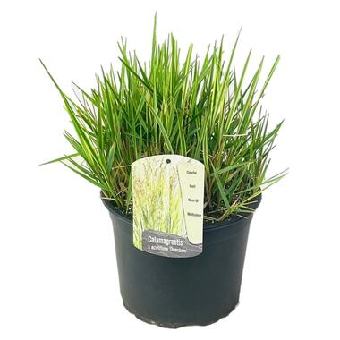 Calamagrostis Overdam - Siergras - Winterhard - Pot 23cm - Hoogte 20-30cm product