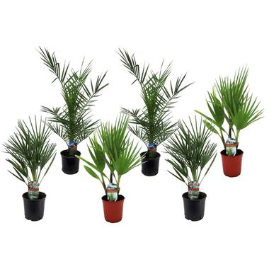 Tuinpalmen - Mix van 6 planten - Pot 15cm - Hoogte 50-70cm product