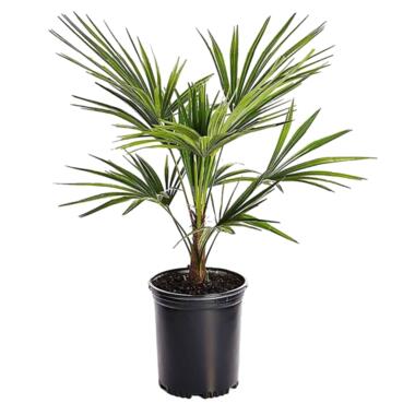 Trachycarpus Fortunei - Waaierpalmboom - Pot 15cm - Hoogte 35-45cm product