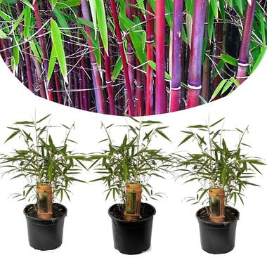 Fargesia Asian Wonder - Set van 3 - Rode Bamboo - Pot 13cm - Hoogte 25-40cm product