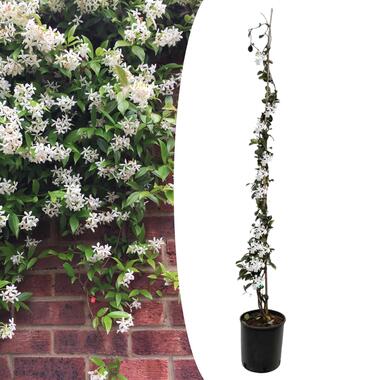 Trachelospermum jasminoides - Jasmijn XL - Pot 17cm - Hoogte 100-120cm product