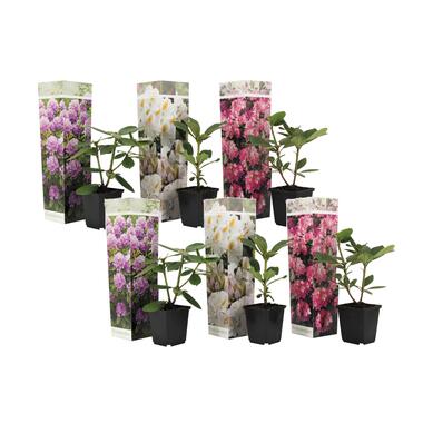 Rhododendron - Mix van 6 - Paars wit roze - Tuinplant - Pot 9cm - Hoogte 25-40cm product