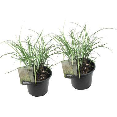 Miscanthus Gracilimus - Set van 2 - Siergrassen - Pot 23cm - Hoogte 40-60cm product