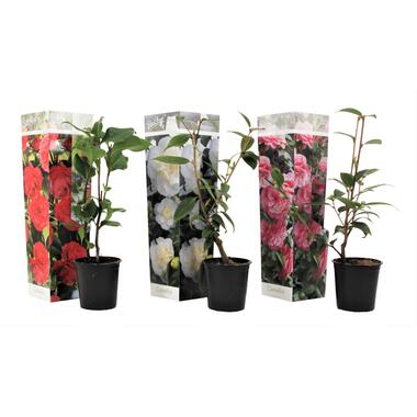 Camellia Japonica - Mix van 3 - Rozen - Rood wit roze - Pot 9cm - Hoogte 25-40cm product