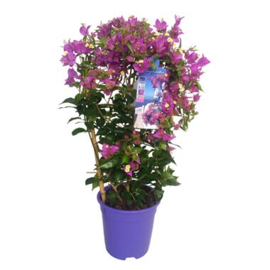 Bougainvillea 'Alexandra' - Klimplant - Tuinplant - Pot 17cm - Hoogte 50-60cm product