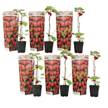 Frambozenplant - Set van 6 - Frambozenstruik - Pot 9cm - Hoogte 25-40cm product