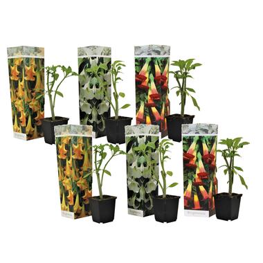 Engelentrompet - Set van 6 - Brugmansia - Hoogte 25-40cm - ⌀9cm product