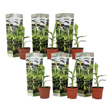 Bananenplant - Set van 6 - Musa basjoo - Hoogte 25-40cm - ⌀9cm product