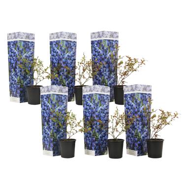 Blauwe bes 'Sunshine Blue' - Set van 6 - Bessenplant - Pot 9cm - Hoogte 25-40cm product