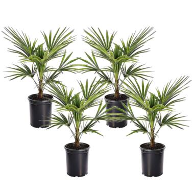 Trachycarpus Fortunei - Set van 4 - Waaierpalmboom - Pot 15cm - Hoogte 35-45cm product