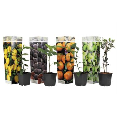 Mix fruitbomen - Set van 4 - Hoogte 25-40cm - ⌀9cm product