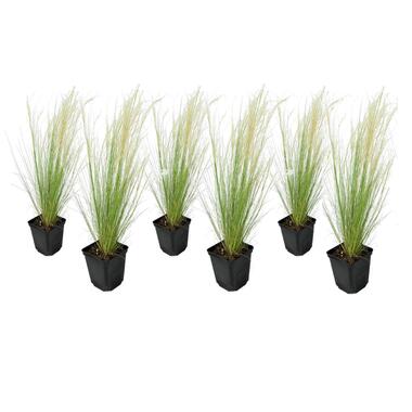Stipa tenuifolia 'Pony Tails' - Set van 6 - Siergras - Pot 9cm - Hoogte 20-30cm product