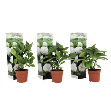 Bolhortensia - Set van 3 - Hydrangea macrophylla 'Wudu' - Hoogte 25-40cm - ⌀9cm product