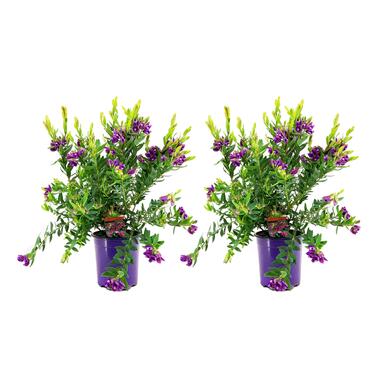Polygala myrtifolia - Set van 2 - Vleugeltjesbloem - Pot 14cm - Hoogte 35-50cm product