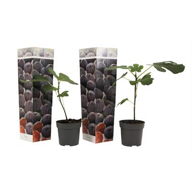 Ficus Carica - Set van 2 - Winterharde Vijgenboom - Pot 9cm - Hoogte 25-40cm product