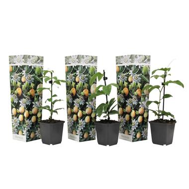 Passiflora Edulis klimplant - Set van 3 - Passiebloem - Pot 9cm - Hoogte 25-40cm product