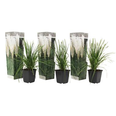 Set van 3 witte Pampas grassen - Cortaderia selloana - Pot 9cm - Hoogte 20-30cm product