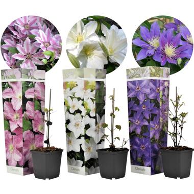 Clematis - Mix van 3 - Tuinplanten - Klimplant - Pot 9cm - Hoogte 25-40cm product