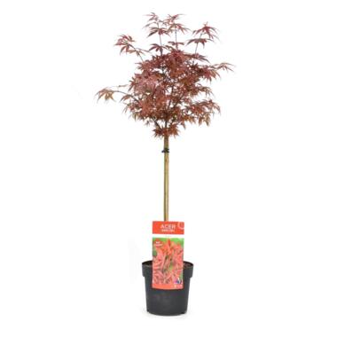 Acer palmatum 'Shaina' - Japanse Esdoorn - Pot 19cm - Hoogte 80-90cm product