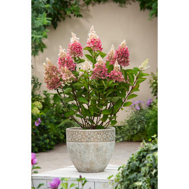 Hydrangea paniculata - 'Pinky Winky' - Set van 2 - Pot 19cm - Hoogte 25-40cm product