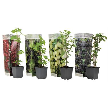 Bessenmix - Mix van 4 - Bessenplanten - Tuinplanten - Pot 9cm - Hoogte 25-40cm product