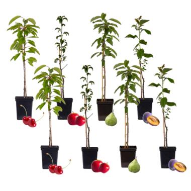 Fruitbomen - Mix van 8 - Prunus - Pyrus - Malus - Pot 9cm - Hoogte 60-70cm product