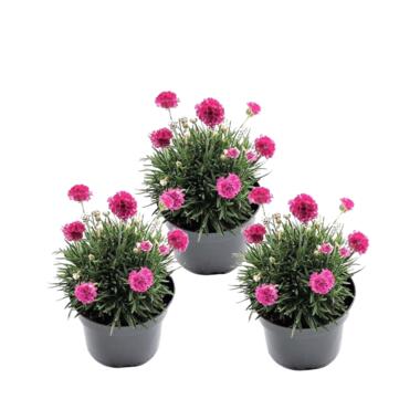 Engels gras - Set van 3 - Armeria maritima 'Deep Rose' - Hoogte 20-30cm - ⌀12cm product