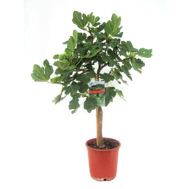 Vijgenboom - Ficus Carica - Hoogte 70-90cm - ⌀21cm product