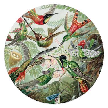 Glasschilderij Hummingbirds Ø 50 cm Groen Acryl product